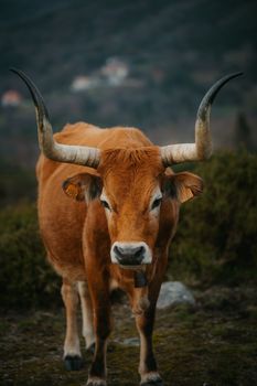 A long-horned cow standing in a picturesque countryside landscape.