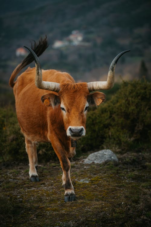 Cachena Cattle with Horns