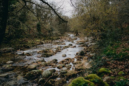 강, 개울, 경치의 무료 스톡 사진