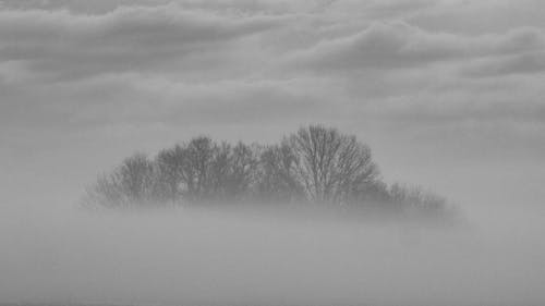 Fog and Cloud over Bare Trees in Black and White