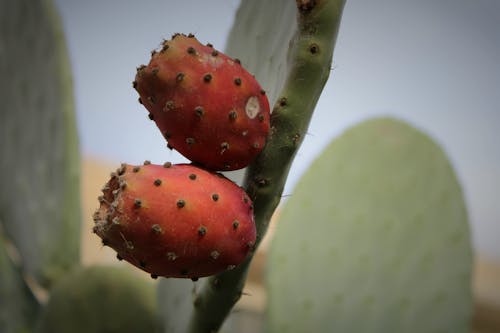  Fig Opuntia Fruits