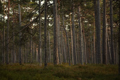 Gratis stockfoto met bomen, Bos, decor