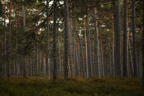Free Serene view of a dense evergreen pine forest with a tranquil atmosphere. Stock Photo