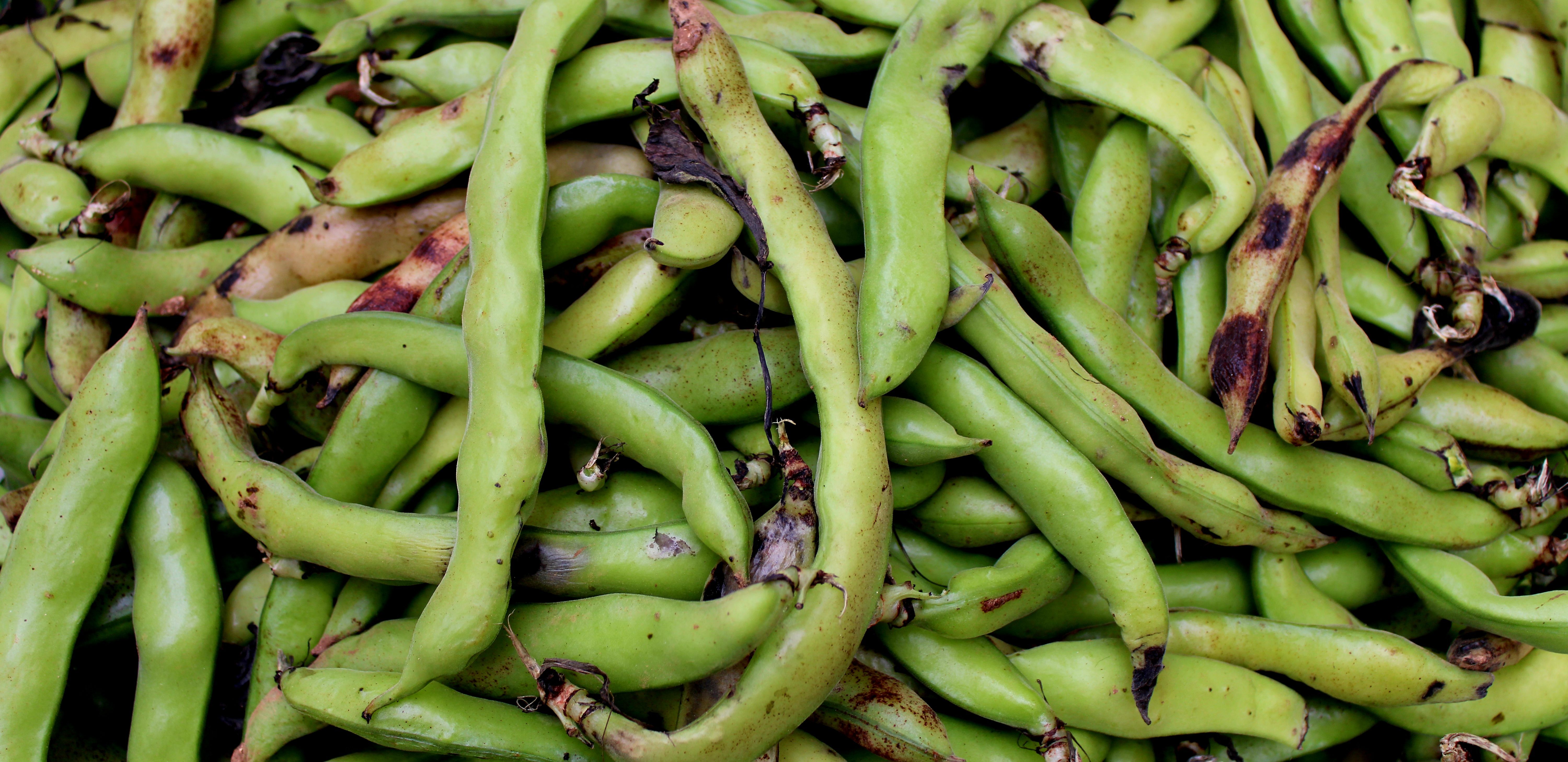 Close-up of vibrant green pole bean vines with developing pods actively climbing a sturdy garden trellis, showcasing healthy growth and tendrils wrapping around supports.