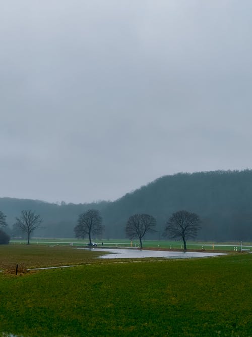 Trees in Field on Foggy Morning