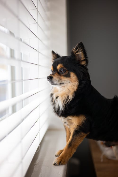Chihuahua on Windowsill