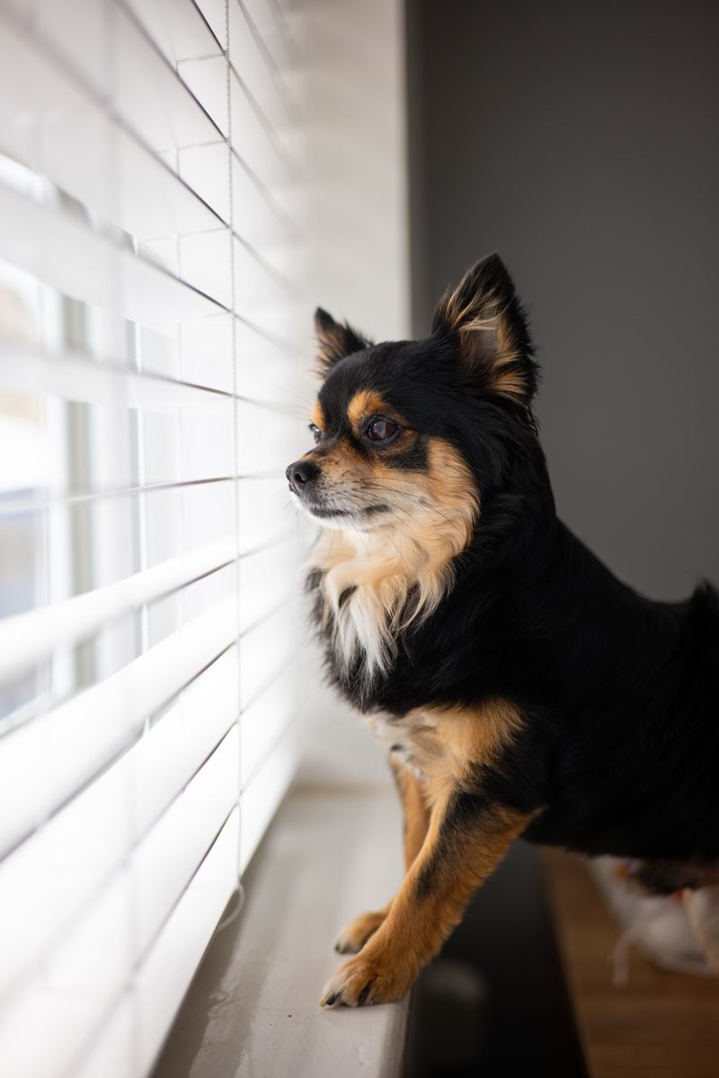 How to Get Rid of Fleas in Your House