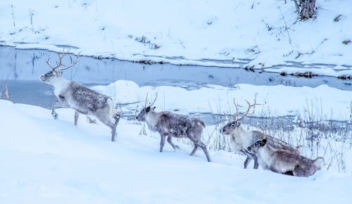 Fotos de stock gratuitas de ártico, nevar, reno