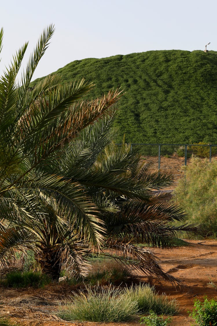 Palm Tree And Green Hill Behind