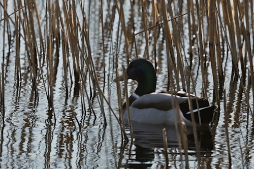 Duck among Rushes on Lake