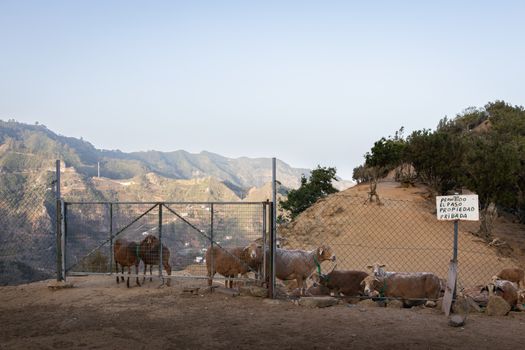 Goats fenced on a rural hillside in Santa Cruz, Spain with mountains in background.