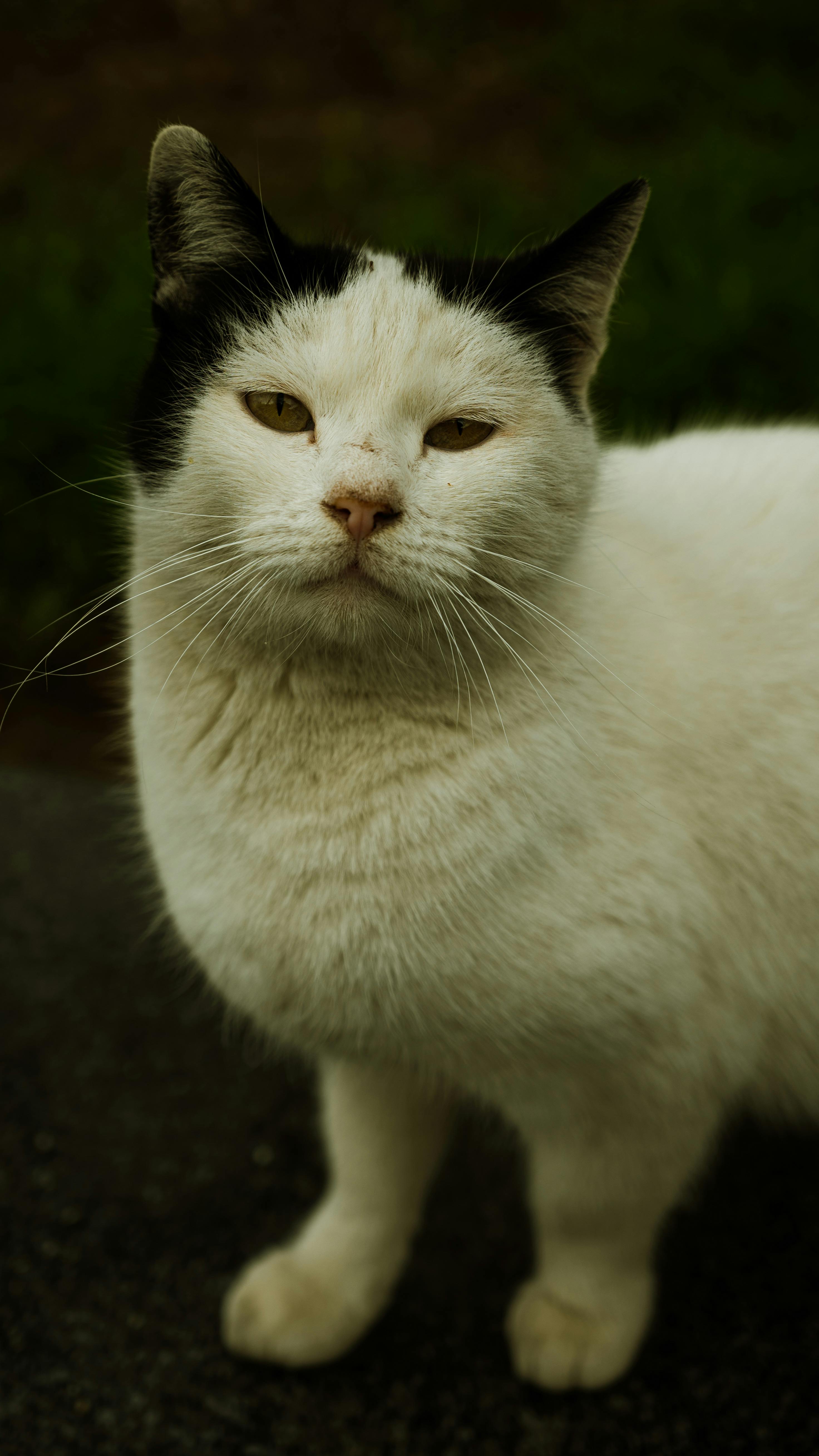 Close-up shot of a white cat with black ears standing on an outdoor path.