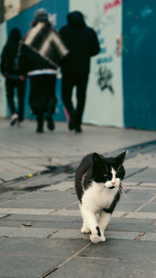 動物, 垂直拍攝, 城市 的 免費圖庫相片