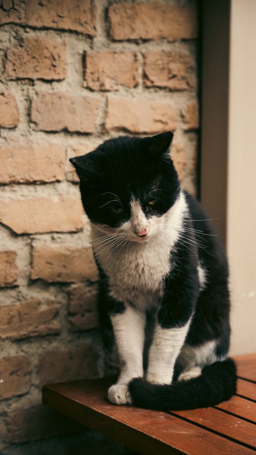 Free A black and white tuxedo cat sits quietly on a wooden table against a brick wall. Stock Photo