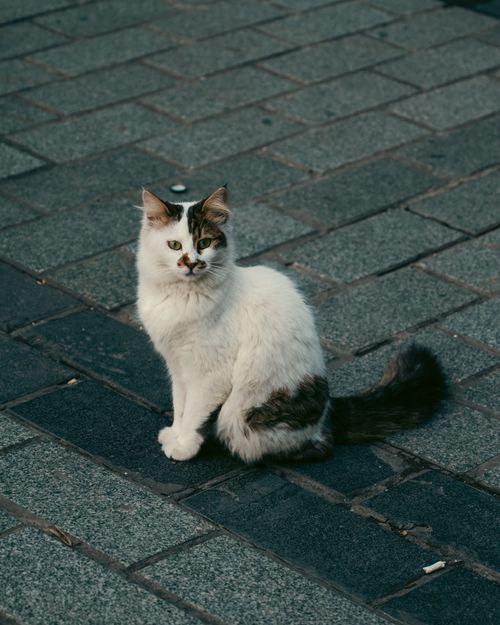 Free A calico cat with multicolored fur sits calmly on urban pavement. Stock Photo