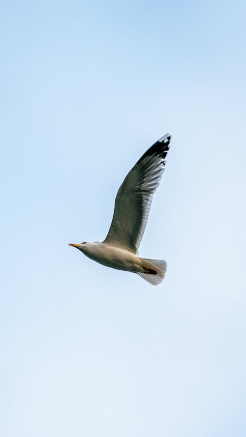 Seagull in Blue Sky