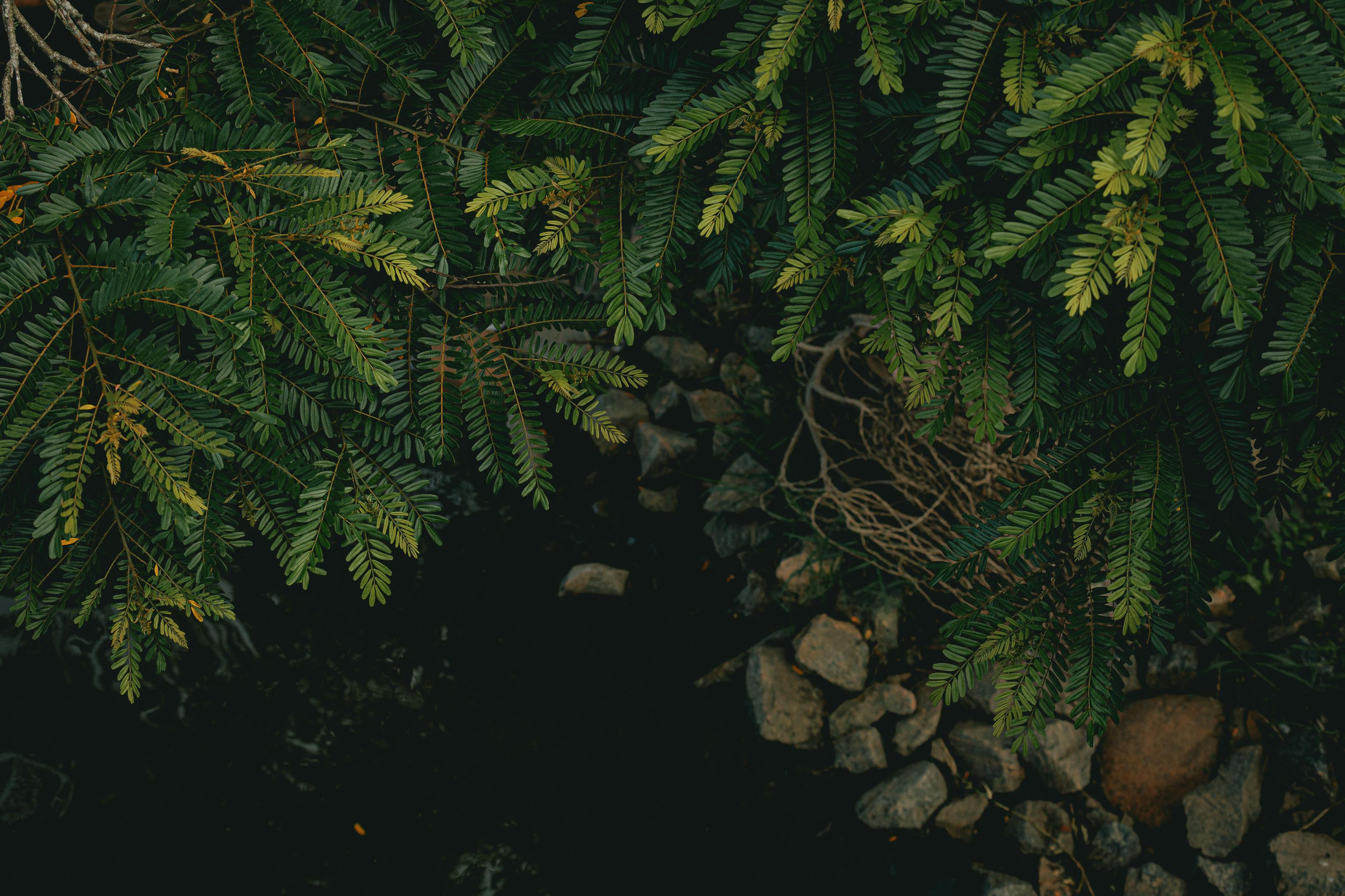 Fresh green leaves of sensitive neptunia over a rocky stream, creating a serene natural scene.