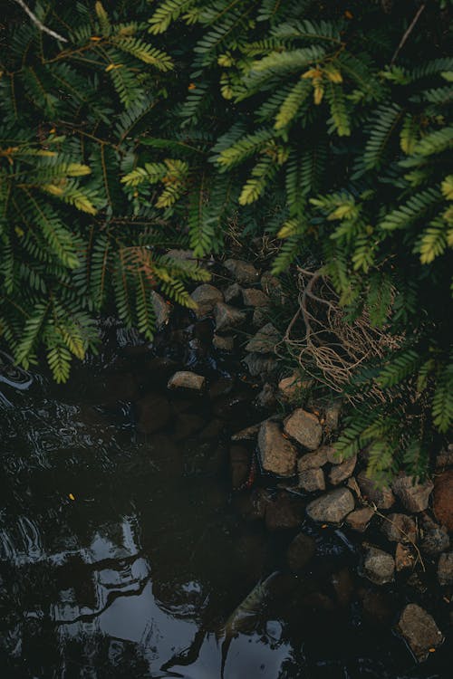 A close up of a tree and rocks in a stream