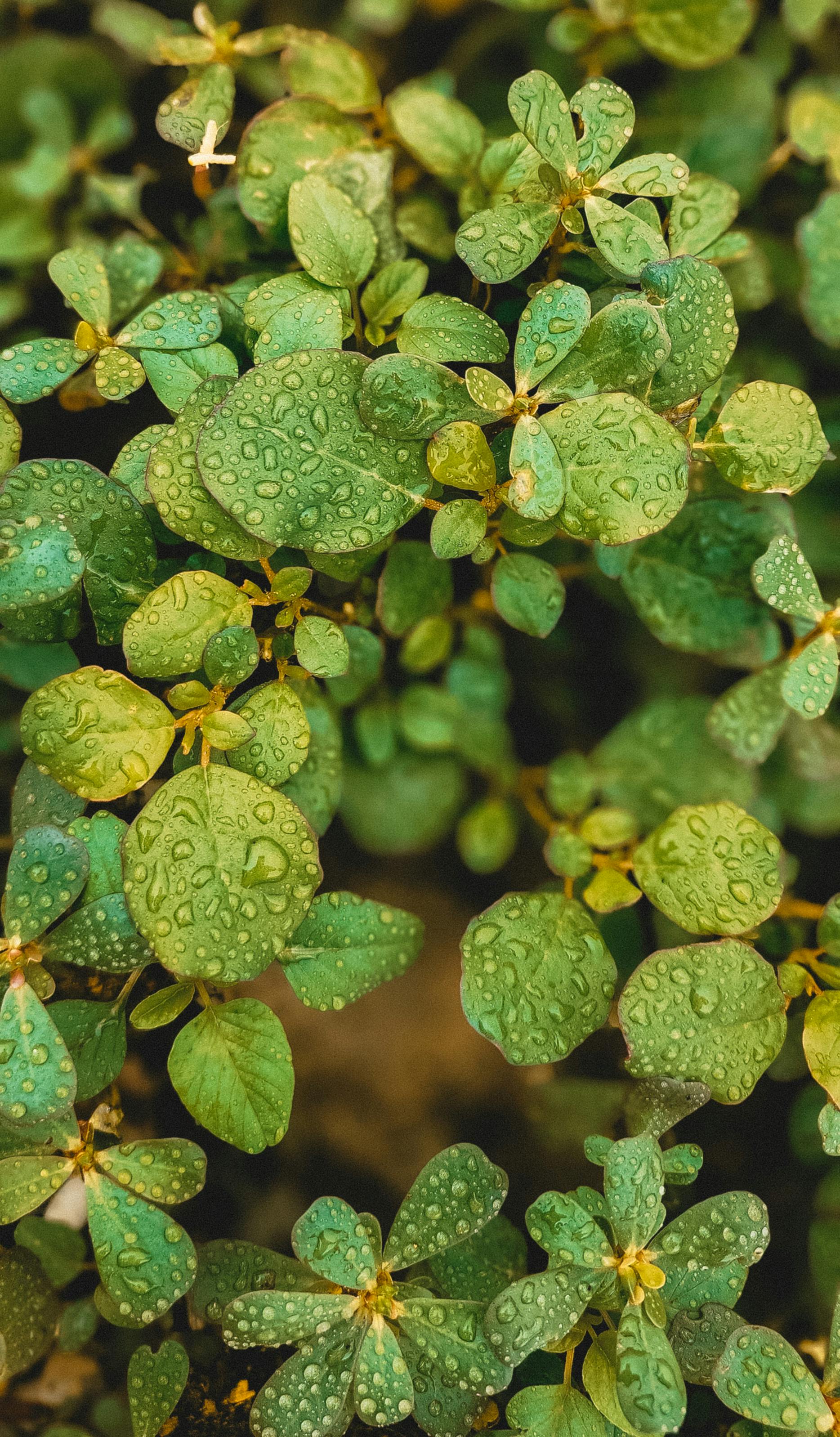 Close-up of fresh leaves with morning dew, showcasing natural beauty in a lush garden setting.