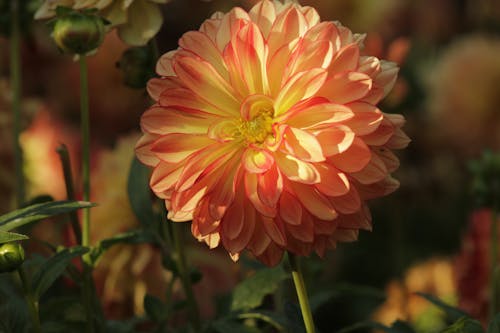 Close-up of a Light Pink Dahlia 
