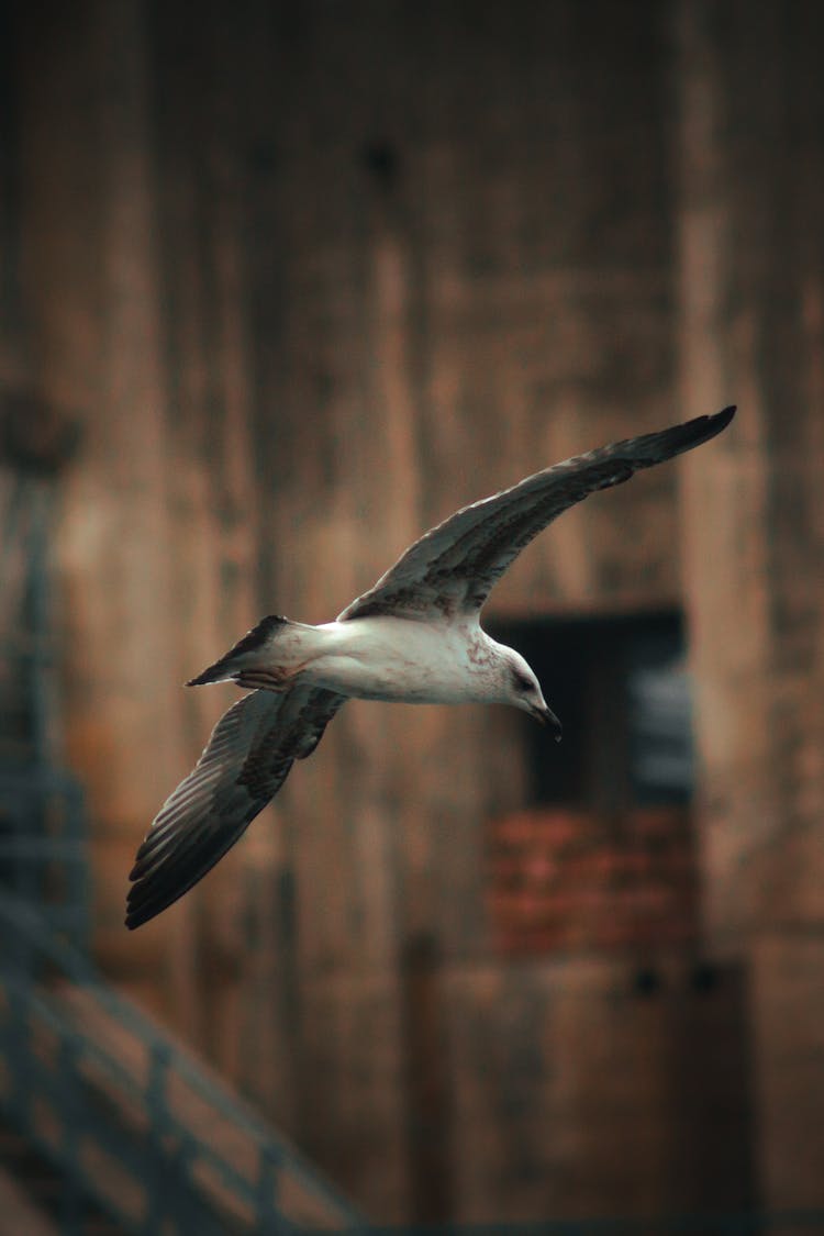 Seagull Flying In Air