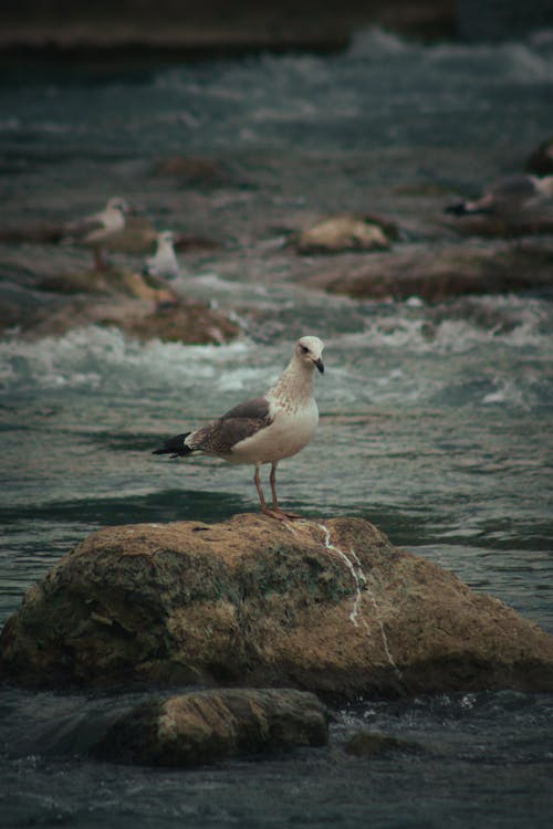 A seagull on a rock in the water