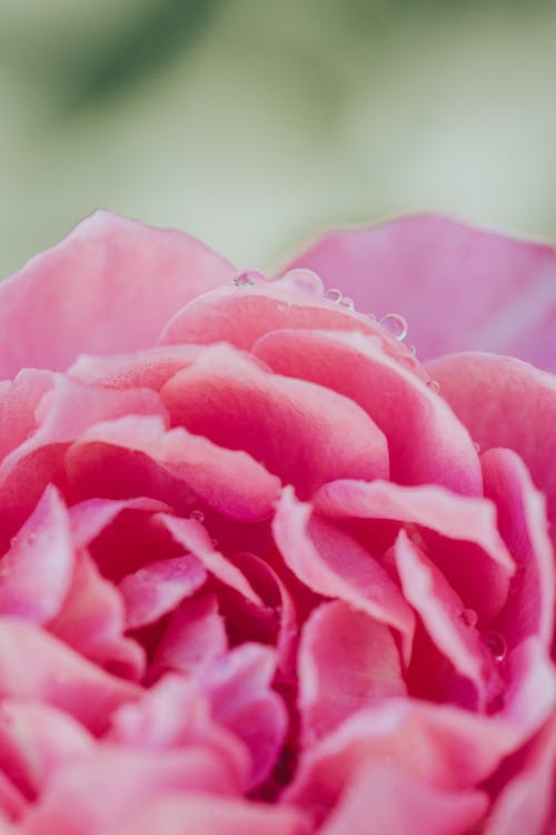 バラ, バラの花びら, ピンクの無料の写真素材