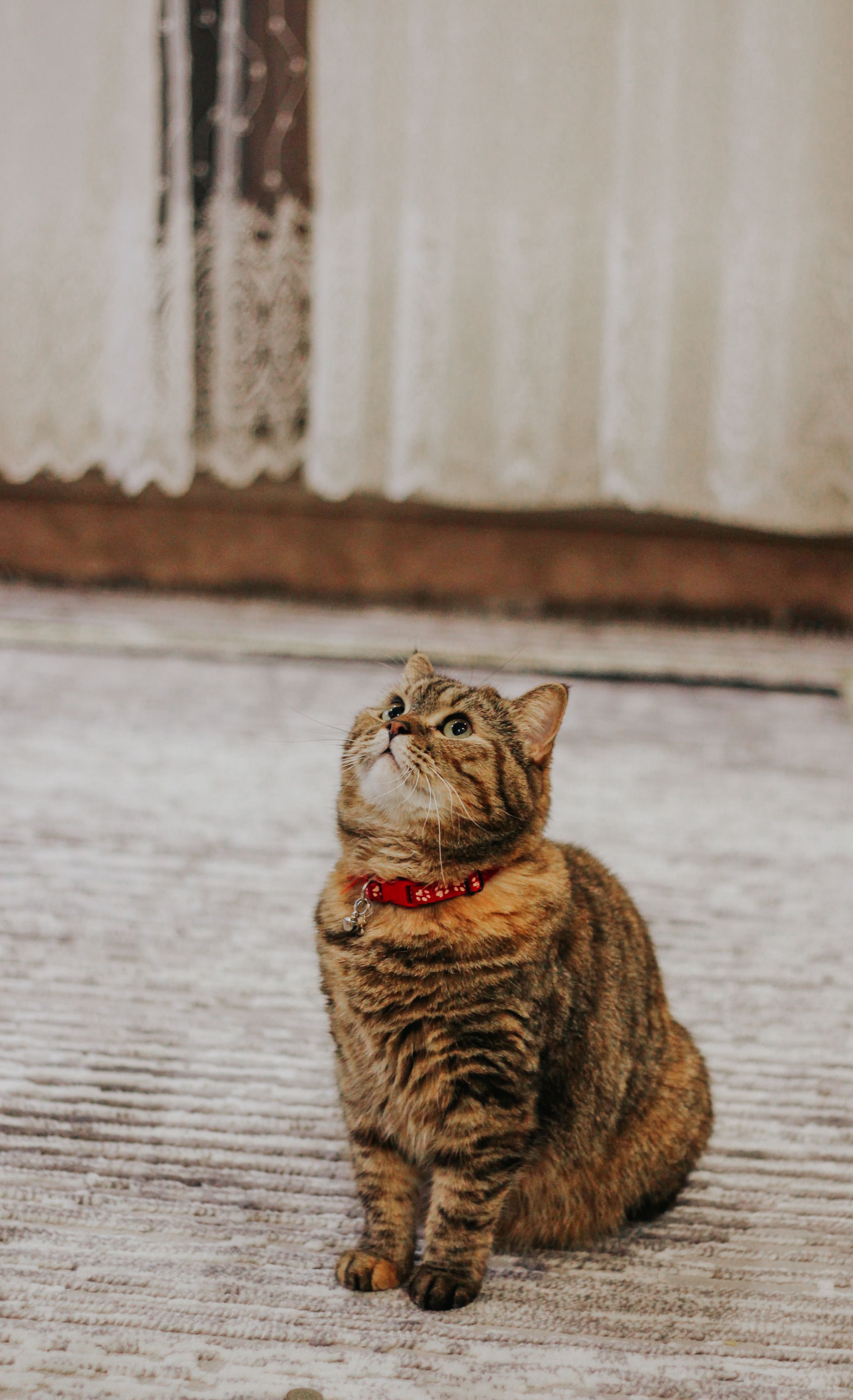 A Domestic Cat Sitting on the Floor and Looking Up · Free Stock Photo