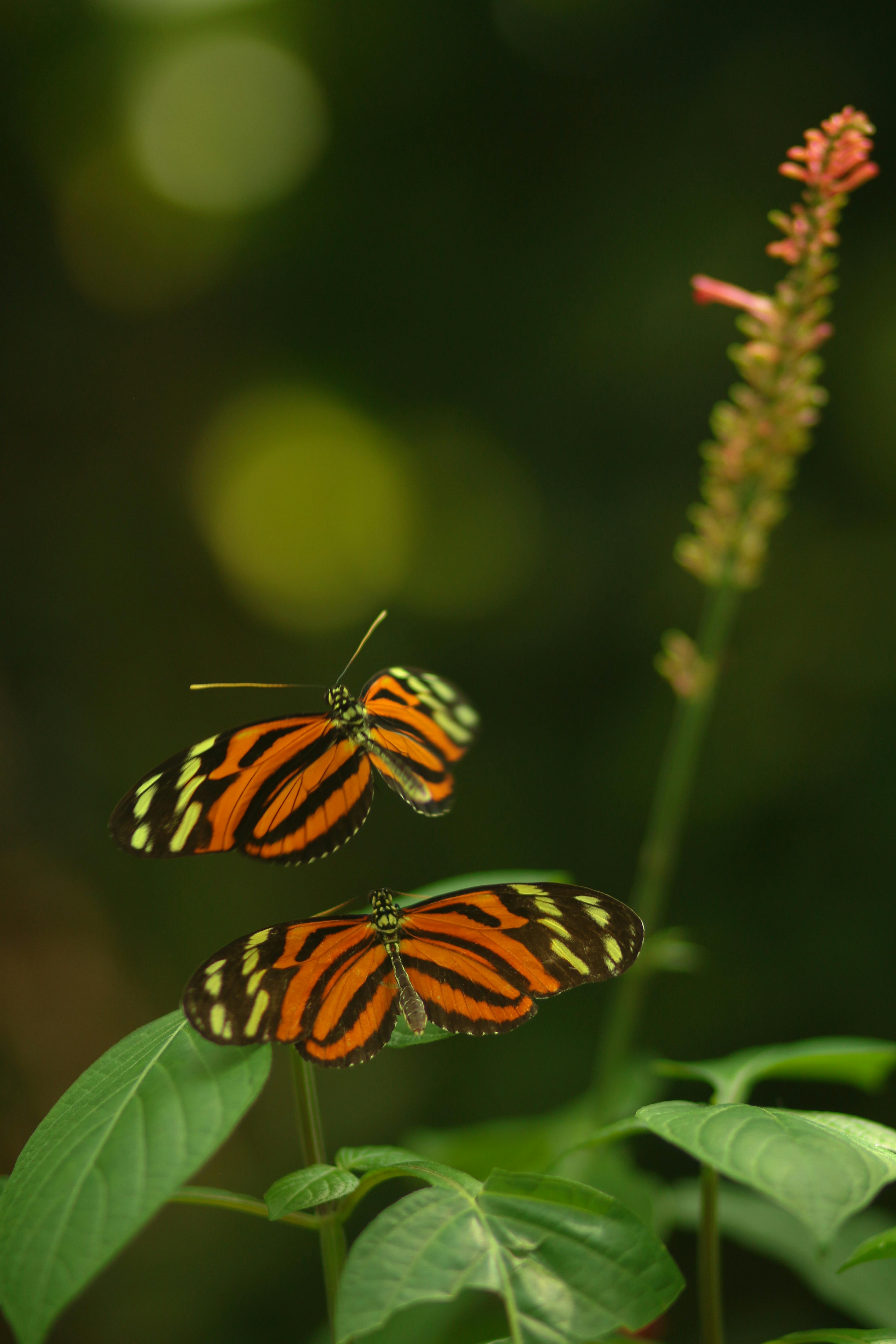 Close-up of two Heliconius ismenius butterflies on lush green foliage with blurred background.