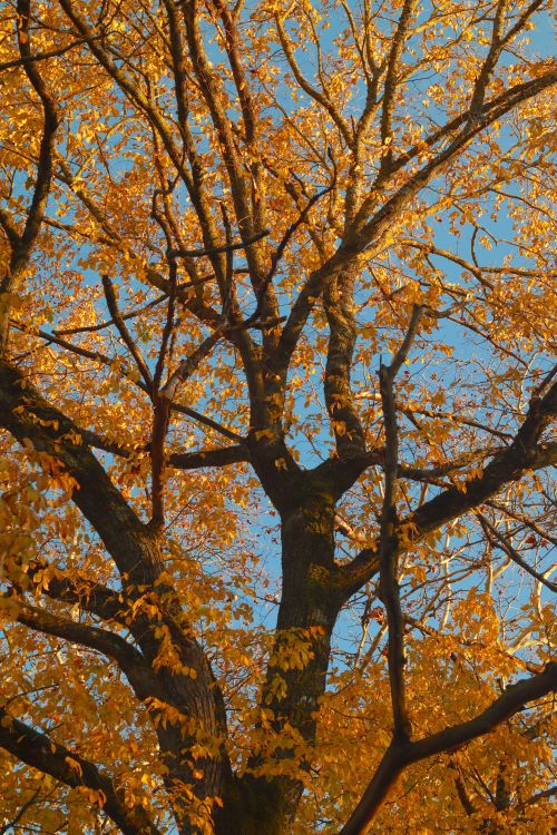 Free A vertical shot of a tree with golden autumn leaves against a clear blue sky. Stock Photo