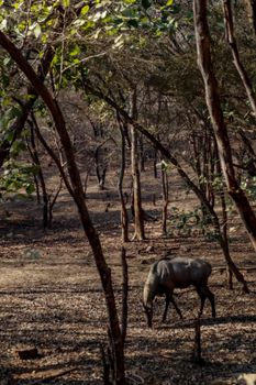 A Nilgai antelope grazes amidst a serene forest in Rajasthan, India, showcasing tranquil wildlife.