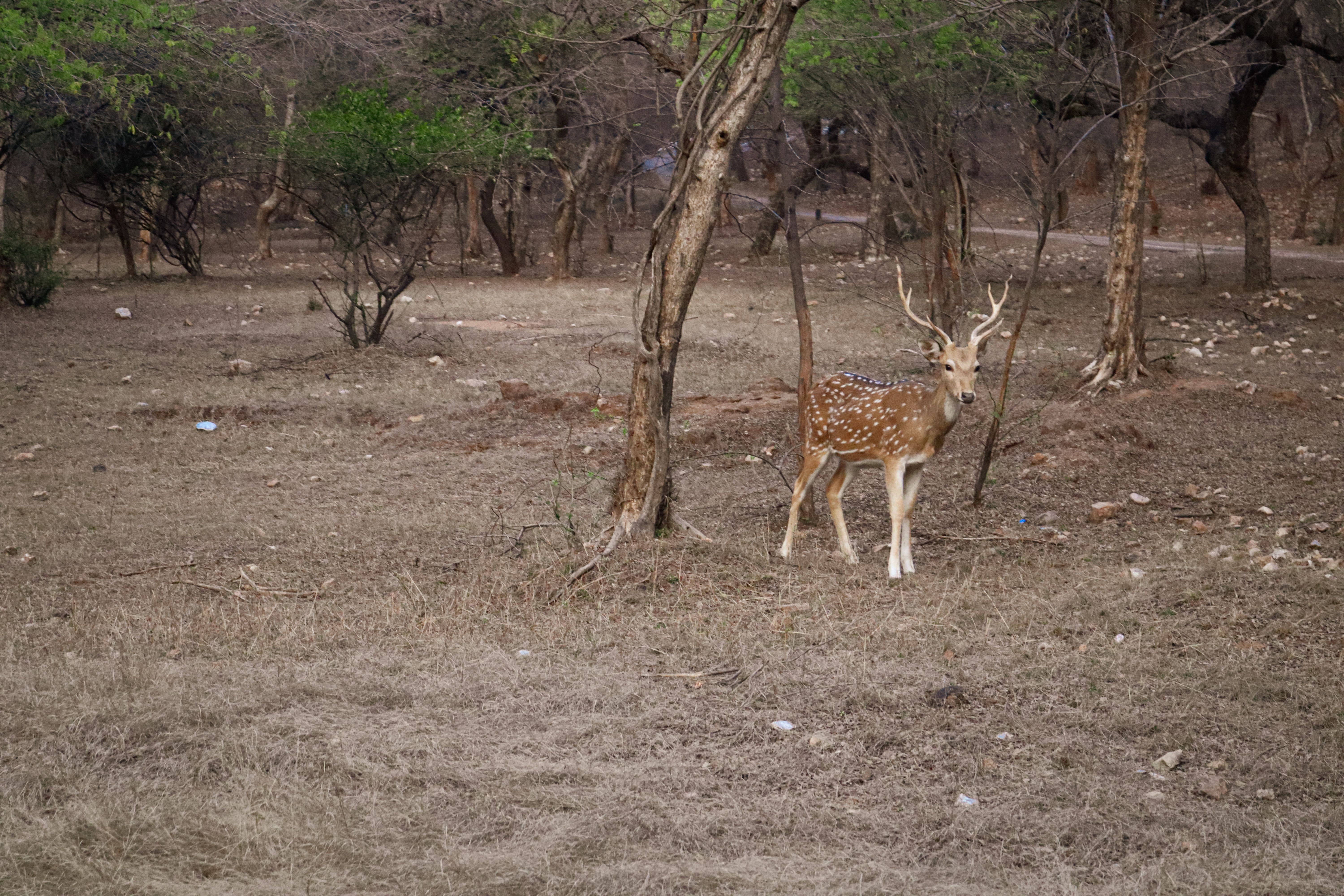 Sariska Tiger Reserve forest and hills at dawn in Rajasthan