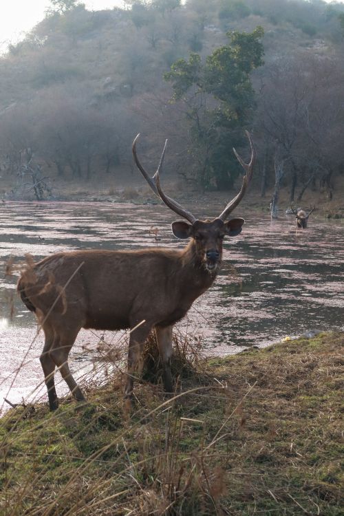 Free Sambar deer with impressive antlers standing by an Indian lake during the day. Stock Photo