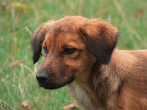 Free Close-up portrait of a brown puppy in an outdoor grassy setting. Stock Photo