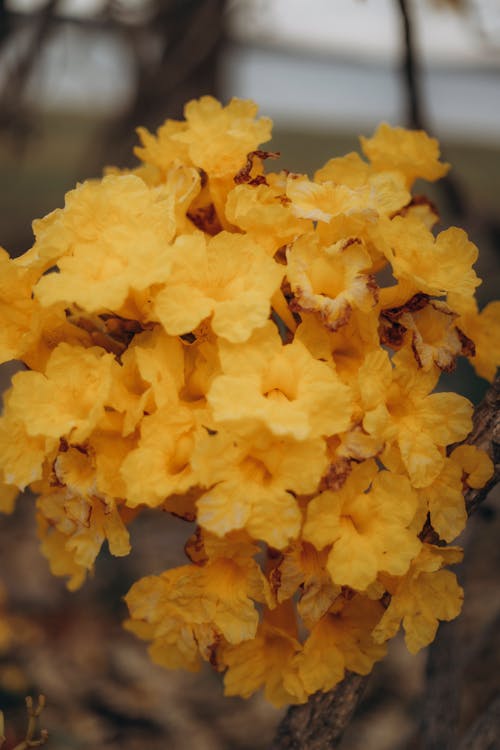 Bouquet of Yellow Flowers