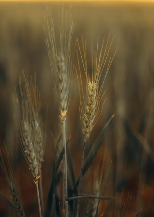 Green Grain on Field