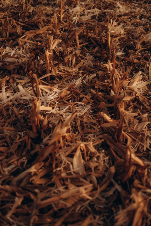 Free A detailed view of dry corn stalk remnants in a field, showcasing textures and earthy tones. Stock Photo