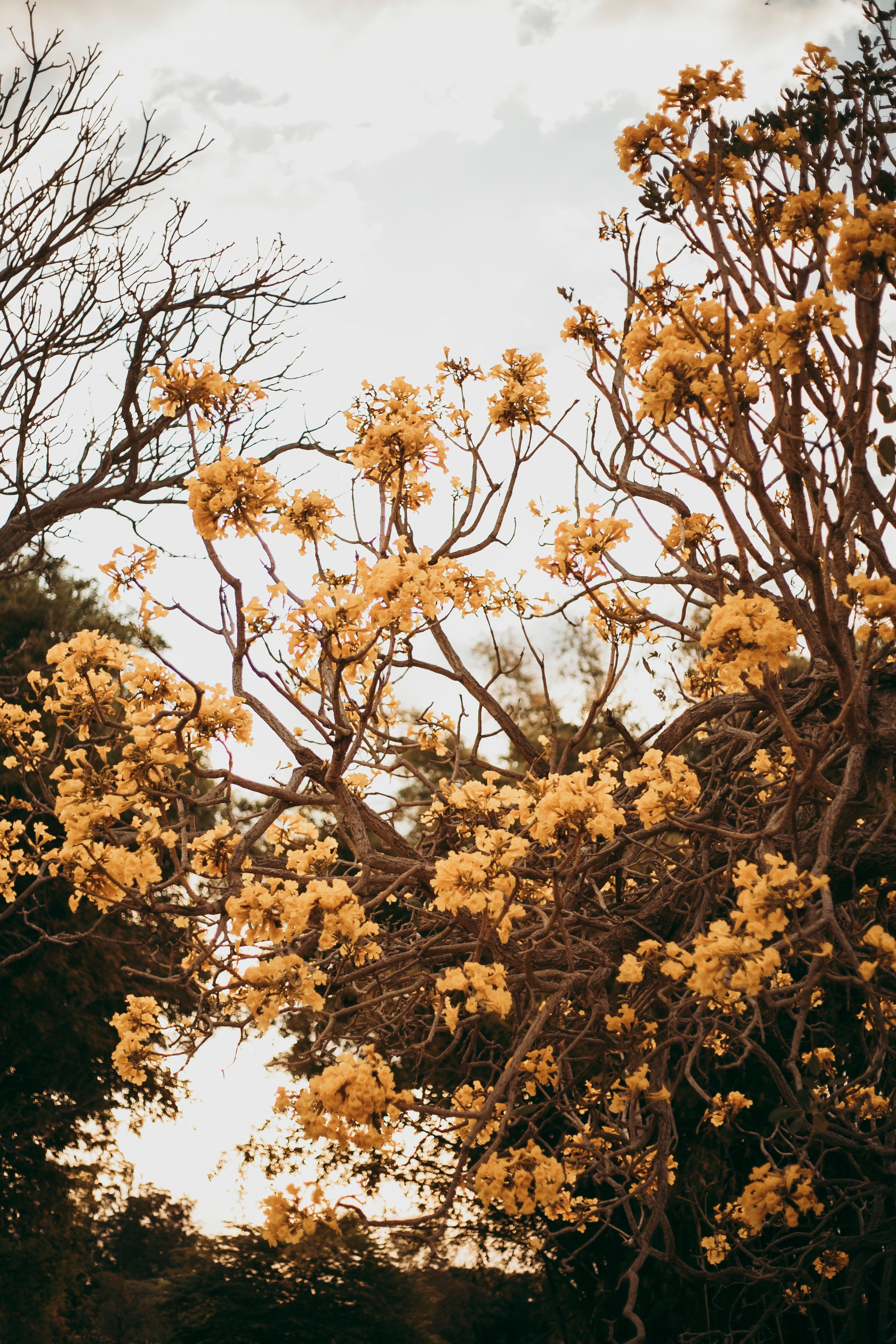 Yellow Leaves on Tree in Spring · Free Stock Photo