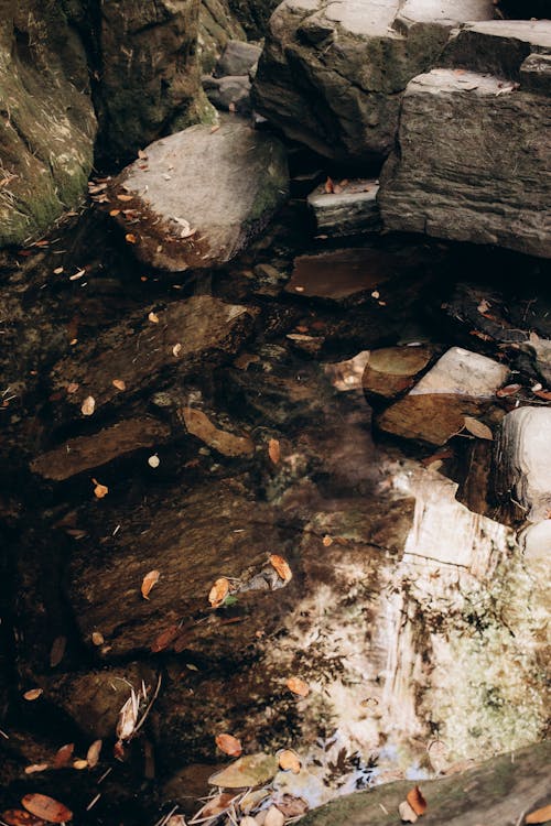 Rocks and Leaves on Shallow Stream Water