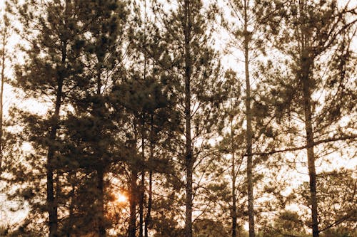 Trees in Forest at Sunset