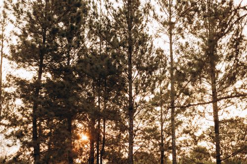 Free A peaceful forest setting with sunlight peeking through tall trees at sunset. Stock Photo