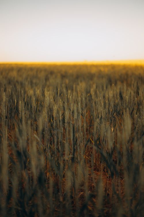 Free Golden wheat field stretching towards the horizon under a clear blue sky, depicting rural tranquility. Stock Photo