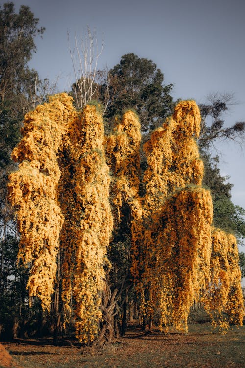 Yellow Tree in Autumn