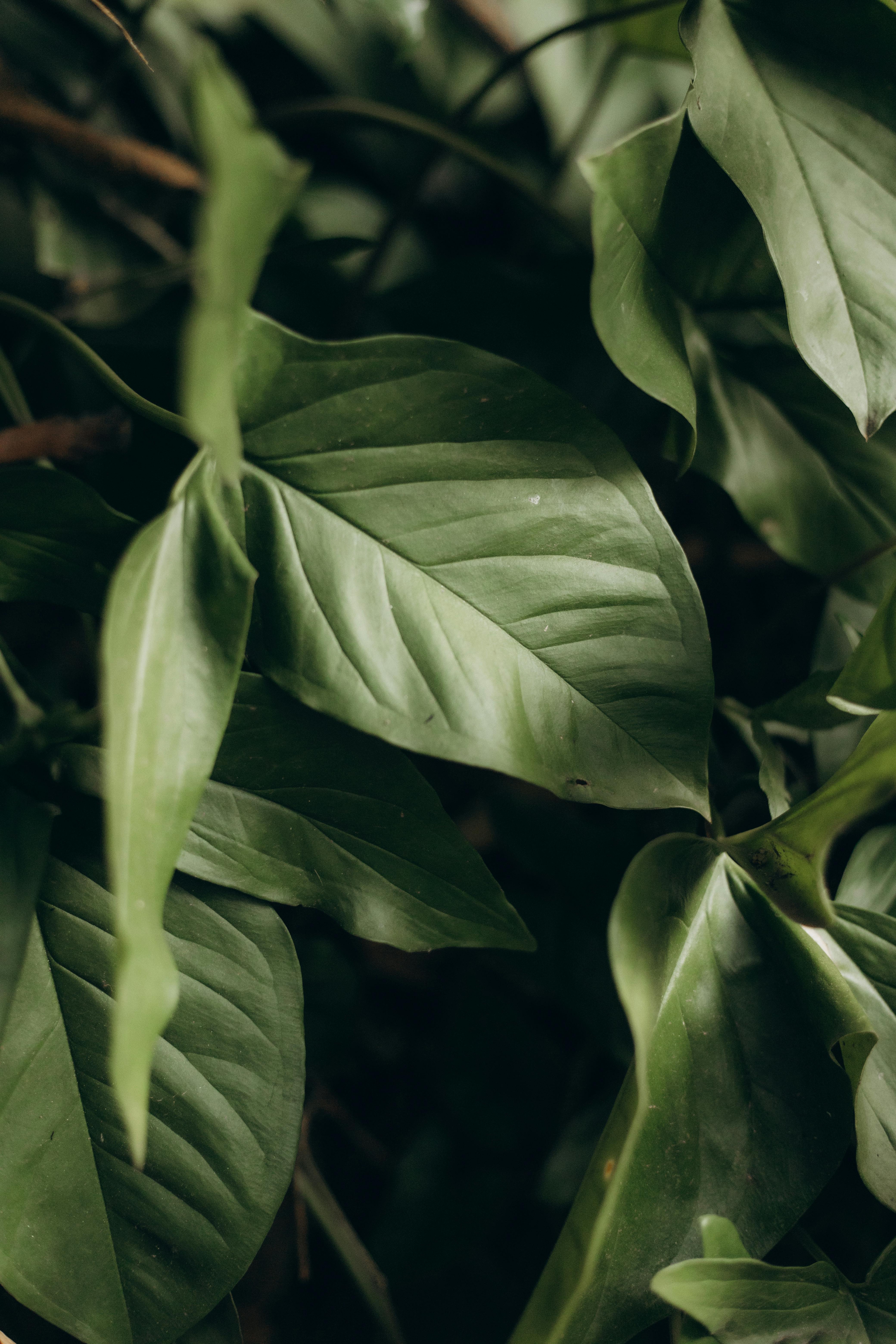 Detailed view of vibrant green leaves, showcasing natural beauty and freshness.