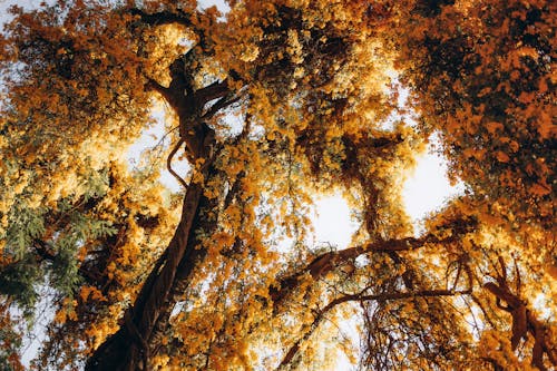 Fotos de stock gratuitas de abundancia, amarillo, árbol