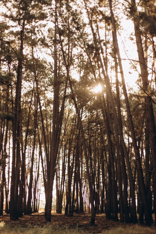 Free Captivating forest scenery with sunlight filtering through towering trees at sunset. Stock Photo