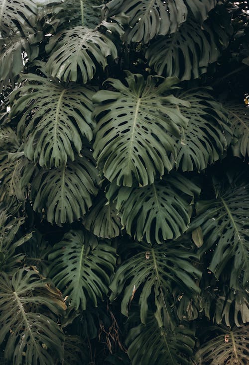 Gratis lagerfoto af blade, Fingerphilodendron, grøn