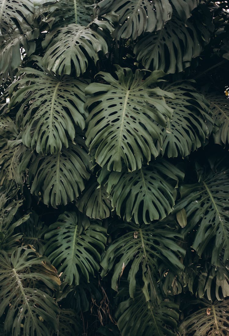 Photo Of Monstera