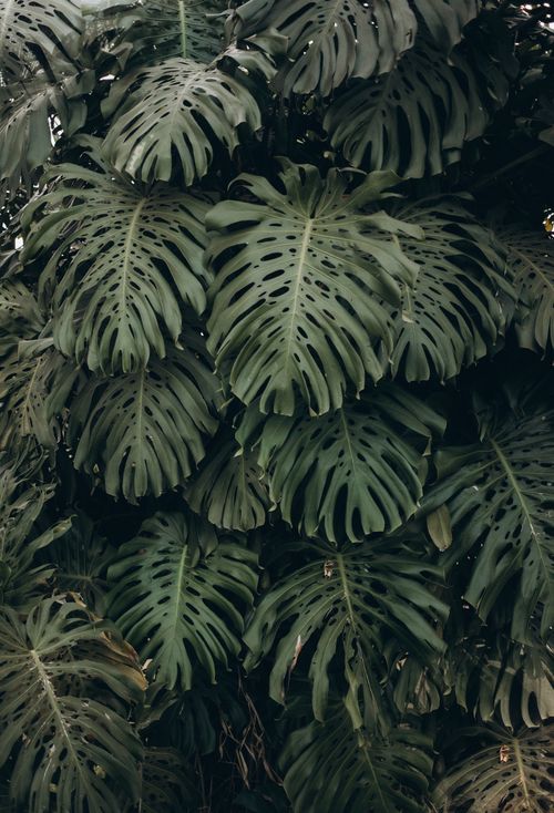 Free Close-up of lush green monstera leaves creating a textured tropical foliage background. Stock Photo