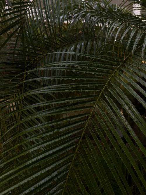 Free Detailed view of lush green palm leaves with raindrops, evoking a fresh nature scene. Stock Photo